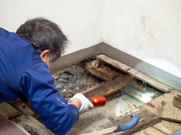  Mount Gilead, NC Mold Removal Pros