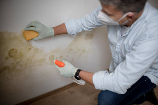 Reliable Mount Gilead, NC Mold Removal Solutions