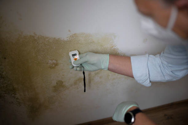 Best Mold Testing  in Mount Gilead, NC