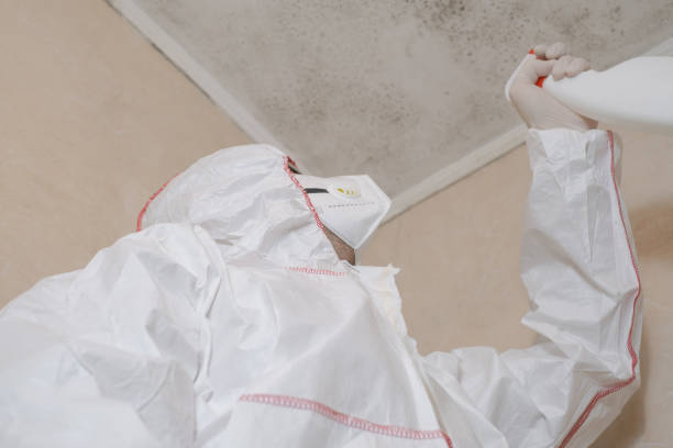 Best Black Mold Removal  in Mount Gilead, NC