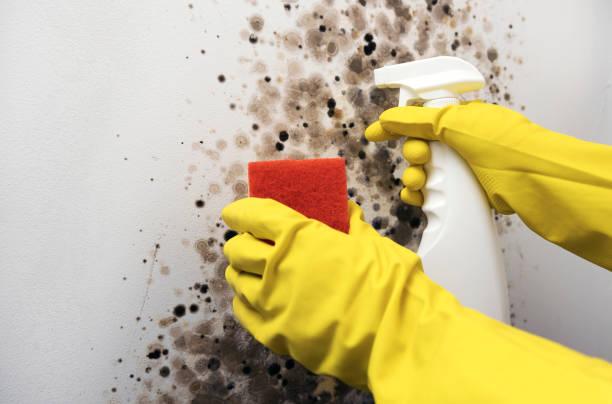Best Home Mold Removal  in Mount Gilead, NC