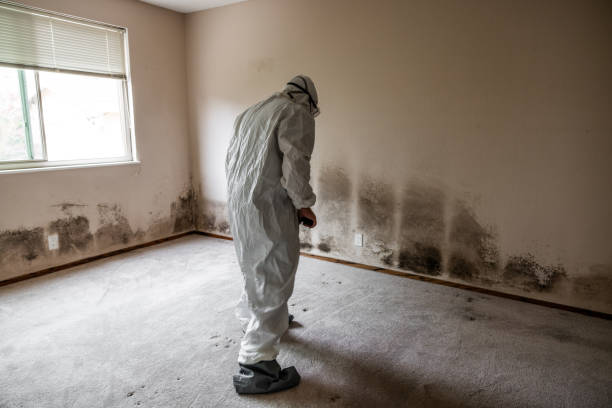 Best Certified Mold Removal  in Mount Gilead, NC
