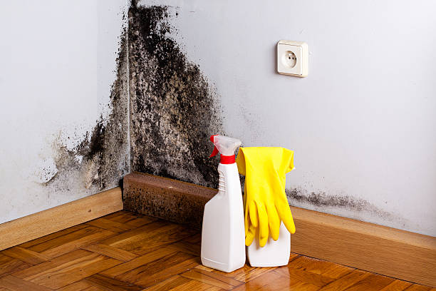 Best Attic Mold Removal  in Mount Gilead, NC