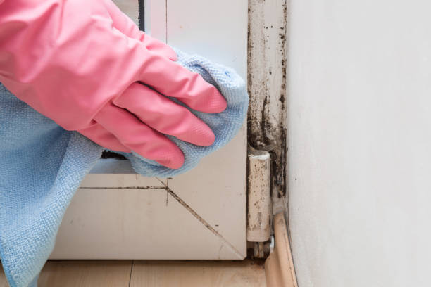 Mold Removal Process in Mount Gilead, NC
