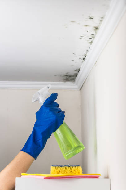 Best Certified Mold Removal  in Mount Gilead, NC
