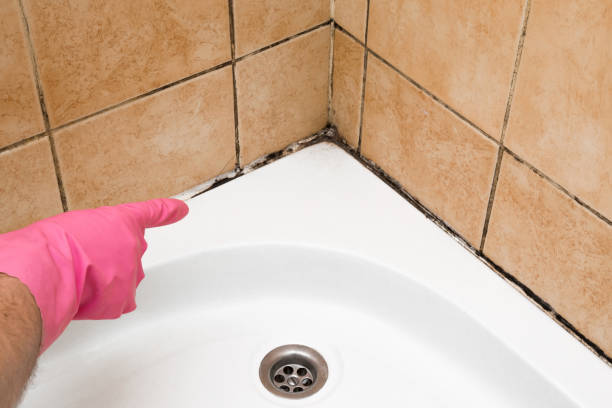 Best Office Mold Removal Services  in Mount Gilead, NC