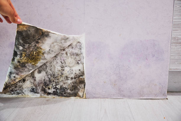 Best Local Mold Removal Service  in Mount Gilead, NC